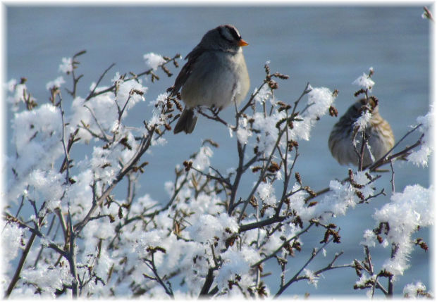 Winter Birds